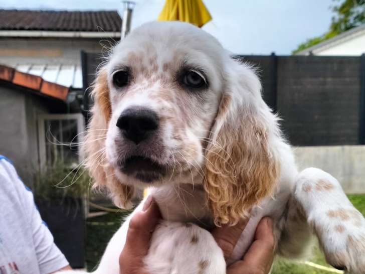 Chiot mâle de race Setter Anglais