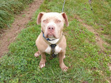 Stella, chienne American Bully à donner