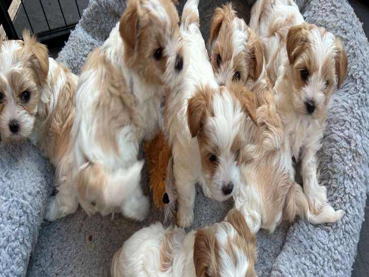 Femelles Yorkshire Terrier golddust à vendre