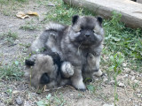 Magnifique chiots Spitz Loup LOF à vendre