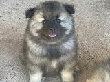 Magnifique chiots Spitz Loup LOF à vendre