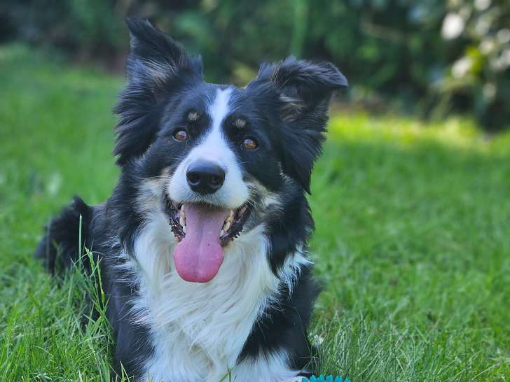 Mâle Border Collie disponible pour saillie