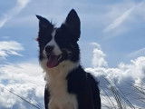 Mâle Border Collie disponible pour saillie