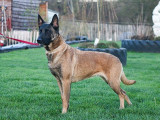 Chiots Malinois à vendre