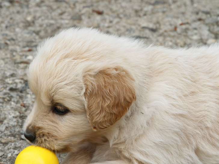 Chiots Golden Retriever LOF à vendre