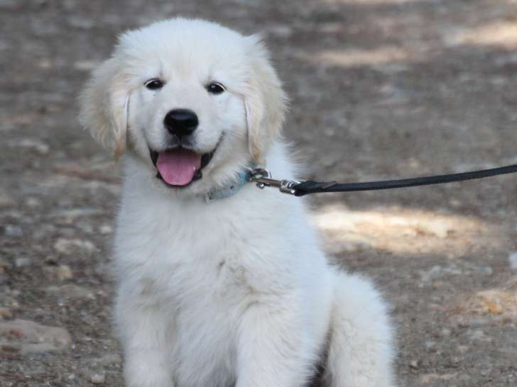 Chiots Golden Retriever LOF à vendre