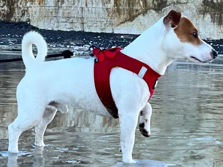 Titusn beau mâle Jack Russel recherche belle femelle pour saillie