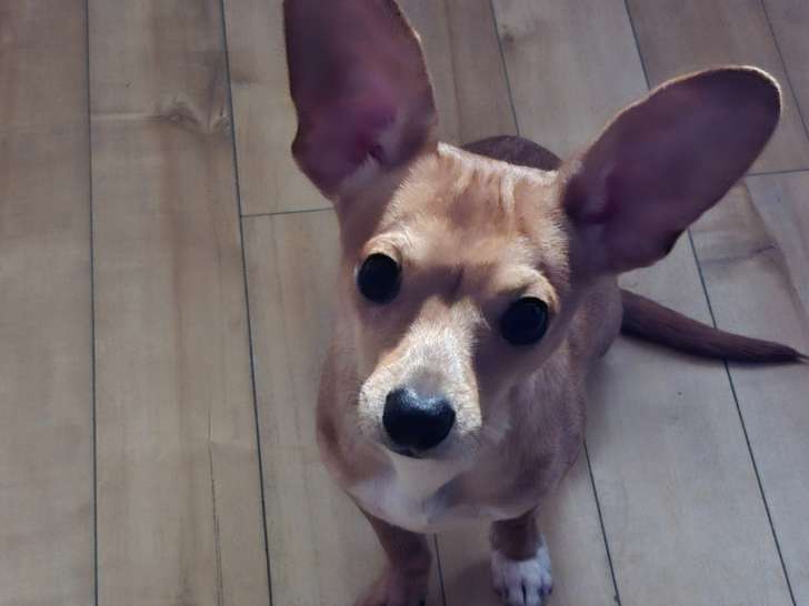 Chihuahua croisé Teckel de 1 an à vendre