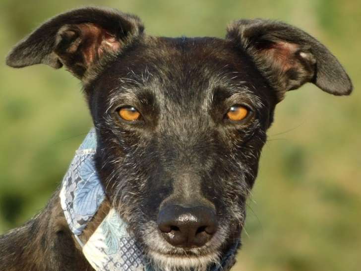 Ayron, magnifique Galgo au charme discret à adopter