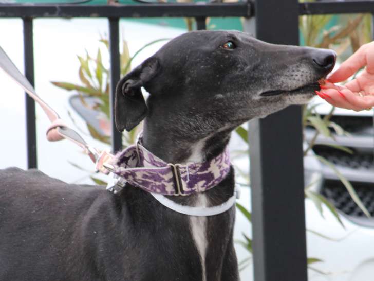 Bali, Galga curieuse et joyeuse à adopter