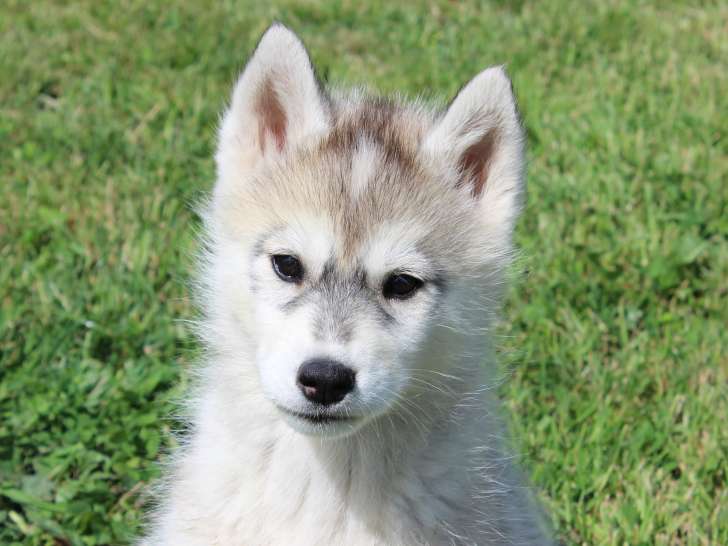 Ariane, magnifique chiot Husky LOF à vendre