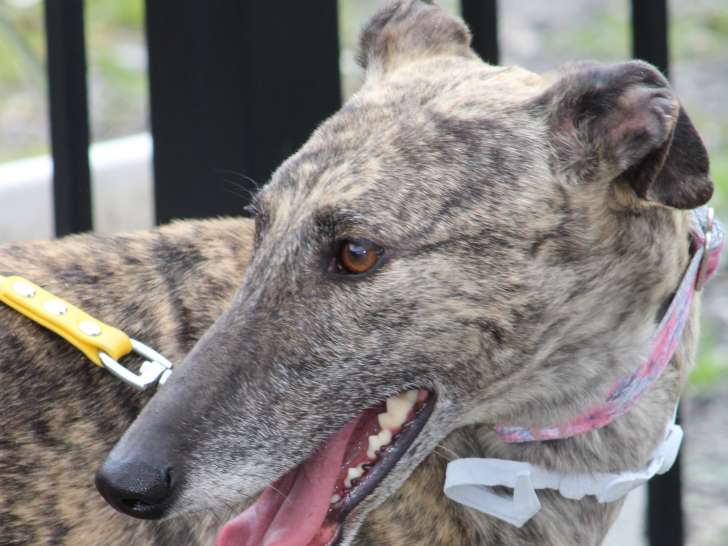 Sahara Galga magnifique, tendre et douce à adopter
