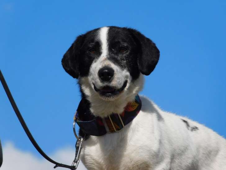 Esven petit chien croisé très câlin à adopter