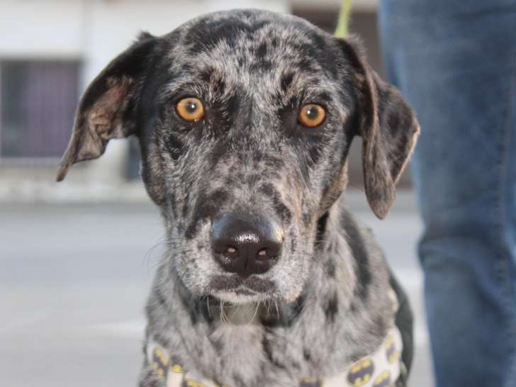 Gela, un amour de chienne à adopter