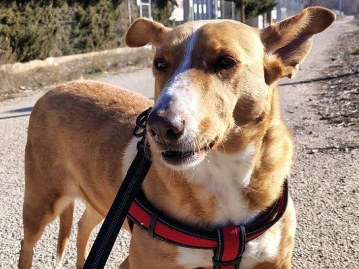 Juanita, chienne douce, affectueuse et très gentille à adopter