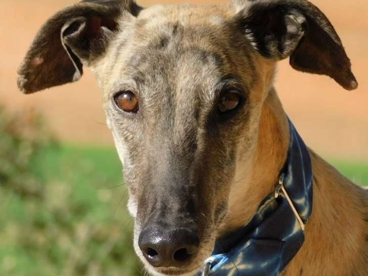 Levante, Galgo au coeur tendre à adopter