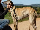 Levante, Galgo au coeur tendre à adopter