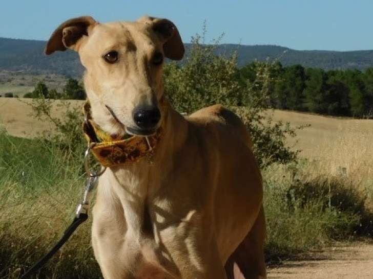 Mayo, beau et doux Galgo à adopter