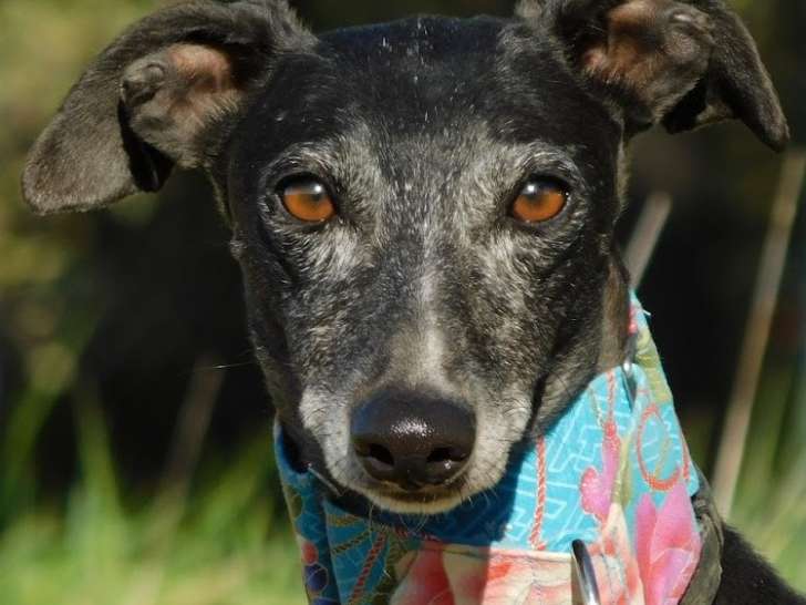 Naomi, belle Galga joueuse, joyeuse et très affectueuse à adopter