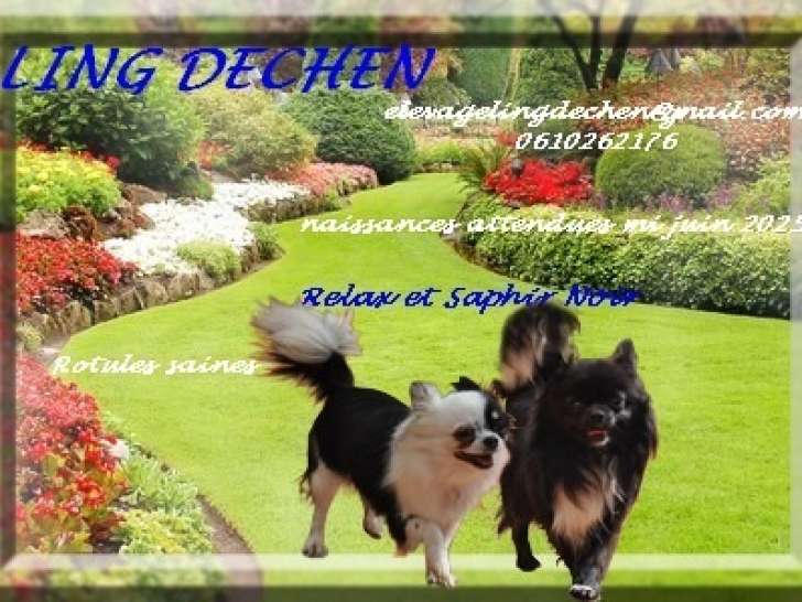 Chiots Chihuahua LOF à naître en juin 2025
