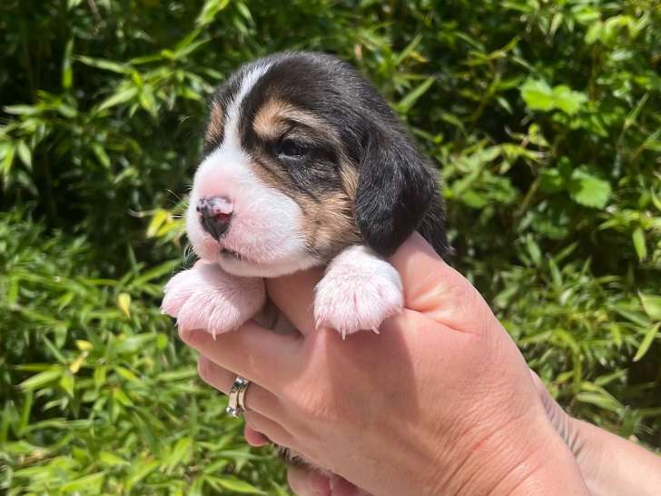 Chiots Beagle de lignée de compagnie et de beauté à vendre