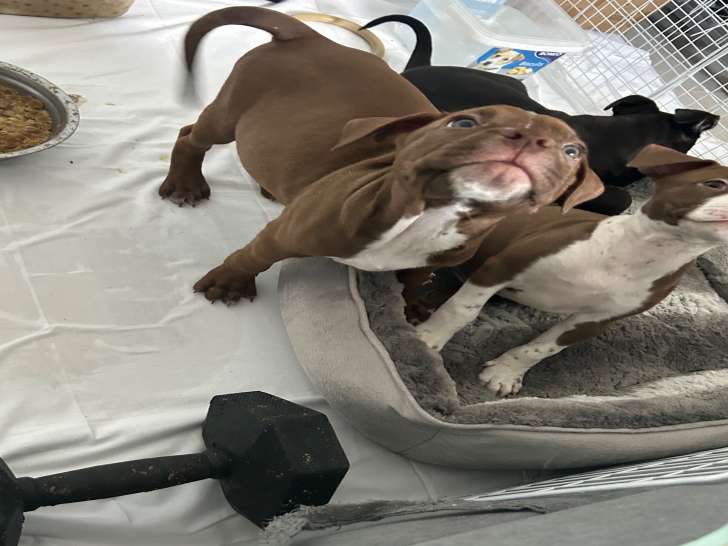 Chiot American Bully à vendre