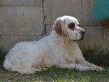 Mâle Setter Anglais disponible pour saillie