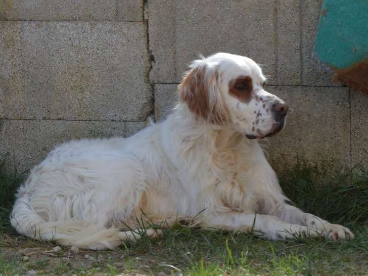 Mâle Setter Anglais disponible pour saillie