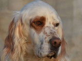 Mâle Setter Anglais disponible pour saillie