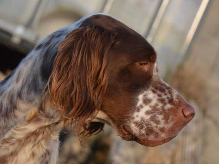 Magnifique Setter Anglais LOF pour saillie