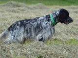 Mâle Setter Anglais disponible pour saillie