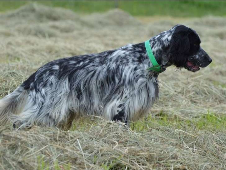 Mâle Setter Anglais disponible pour saillie