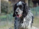 Mâle Setter Anglais disponible pour saillie