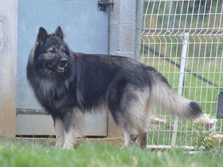 Mâle Berger Allemand d'ancien type disponible pour saillie