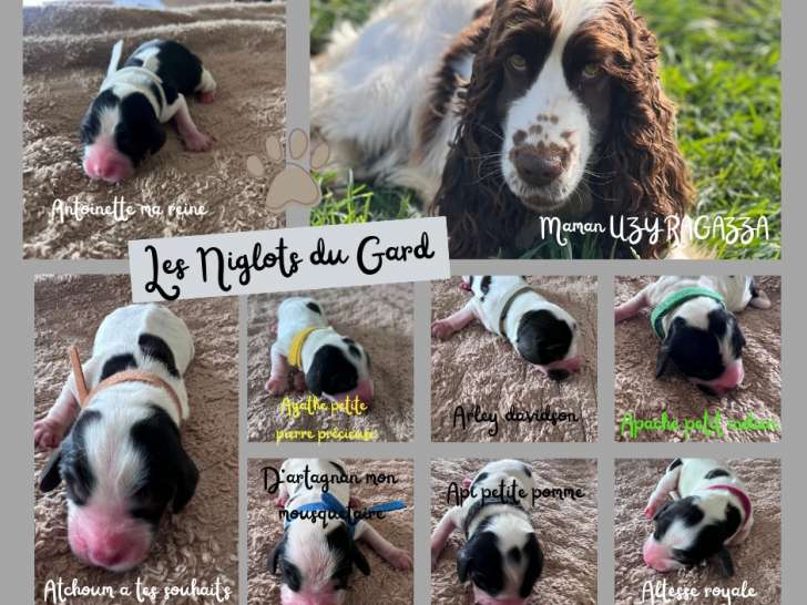 Magnifiques chiots Cocker LOF à vendre