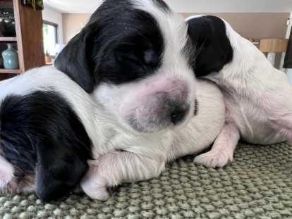Magnifiques chiots Cocker LOF à vendre
