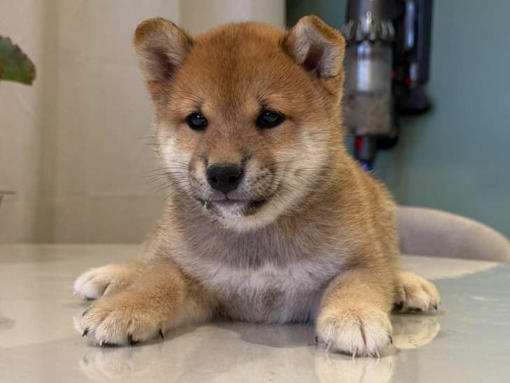 Chiots Mame Shiba (Shiba Inu miniature) à vendre