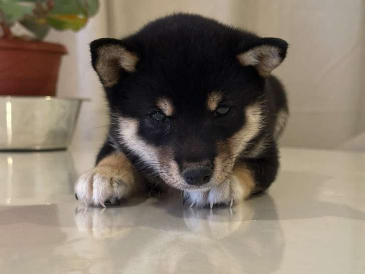 Chiots Mame Shiba (Shiba Inu miniature) à vendre