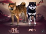 Chiots Mame Shiba (Shiba Inu miniature) à vendre