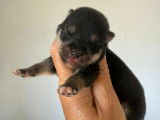 Chiots Mame Shiba (Shiba Inu miniature) à vendre