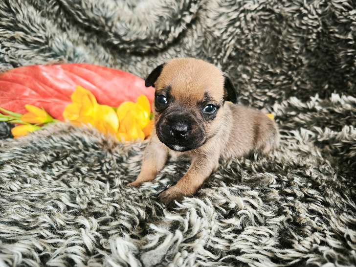 Chiot Staffordshire Bull Terrier LOF à vendre