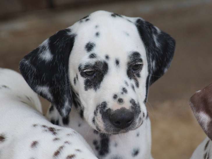 Chiots Dalmatien LOF à réserver