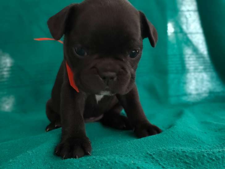 Chiots de race Bouledogue Français à vendre (5 femelles & 1 mâle)