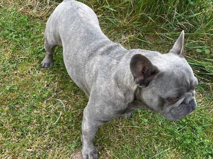 Bouledogue Français bleu de 3 ans à vendre