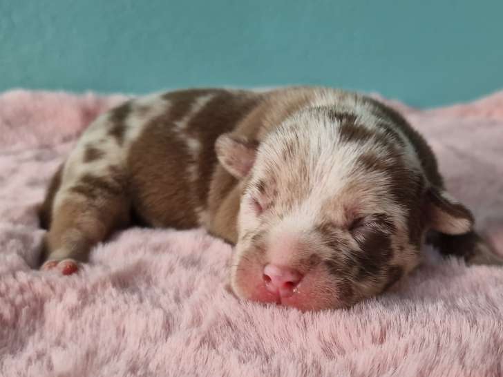 Superbes chiots American Bully micro/pocket à vendre