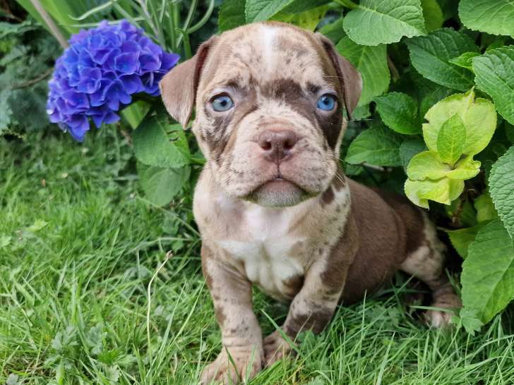 Superbes chiots American Bully micro/pocket à vendre