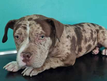 Superbe chiot American Bully micro/pocket à vendre