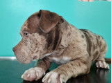 Superbe chiot American Bully pocket à vendre