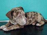 Superbe chiot American Bully pocket à vendre