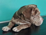 Superbe chiot American Bully pocket à vendre